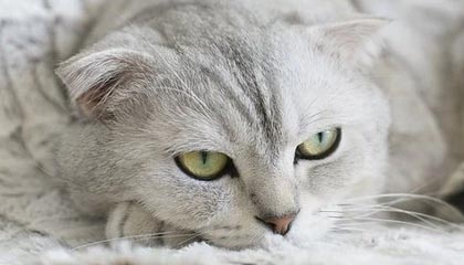 普洱2026年最新杭州高端商务伴游招聘网渠道分享(最方便真实的普洱茉莉伴游伴游天下全国联盟方法)