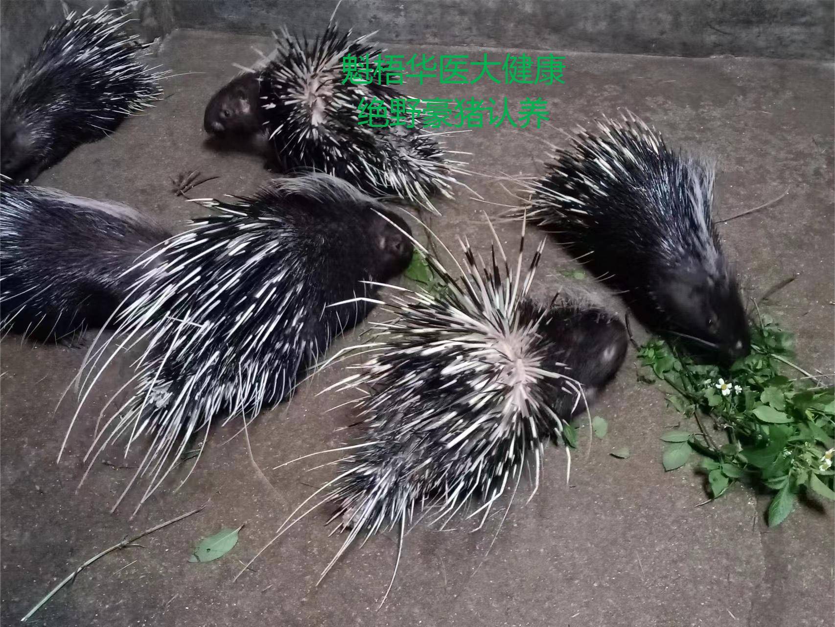 最新豪猪回收商家方法分析(最方便真实的普洱豪猪卖去什么地方方法)